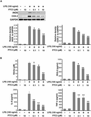 P7C3 Inhibits LPS-Induced Microglial Activation to Protect Dopaminergic Neurons Against Inflammatory Factor-Induced Cell Death in vitro and in vivo